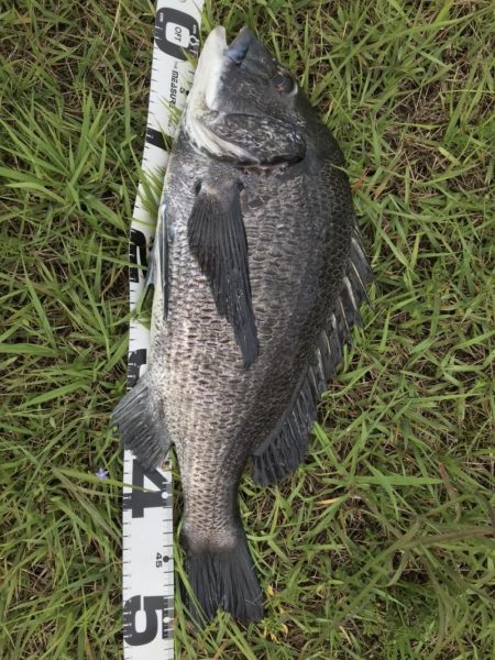 イチノ兄弟、釣果!