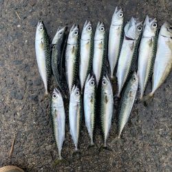 雨上がりにちょこっと♪