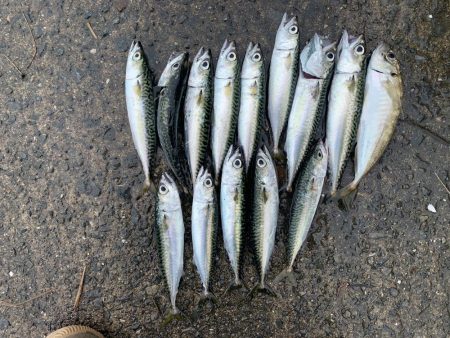 雨上がりにちょこっと♪