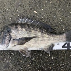 イチノ兄弟、釣果！