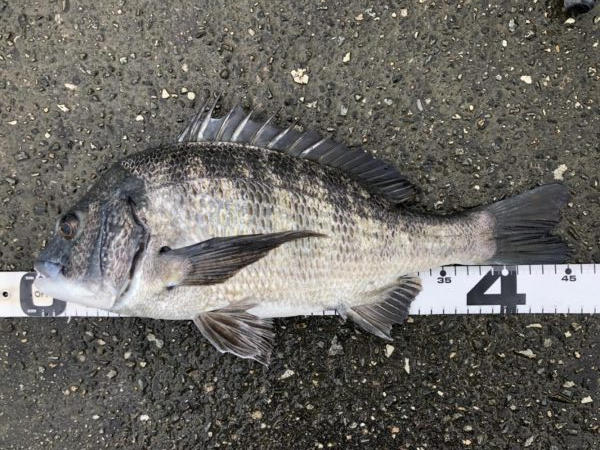 イチノ兄弟、釣果！