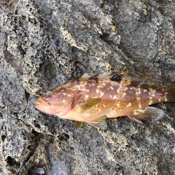 現地調達の蟹でも釣れた