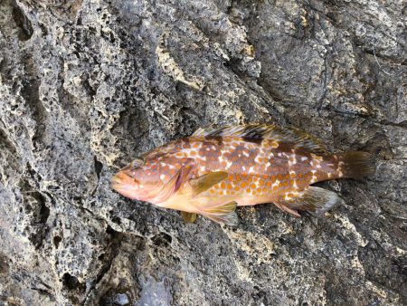 現地調達の蟹でも釣れた