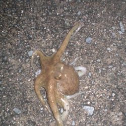 雨の隙間のタコ