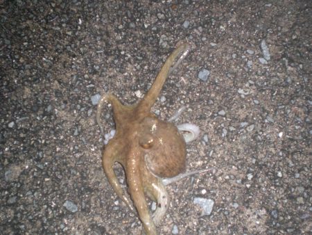 雨の隙間のタコ