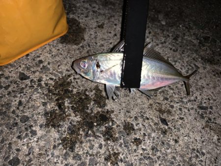 雨上がりのアジング