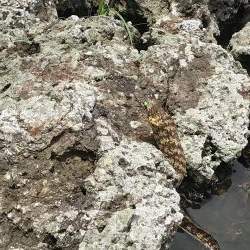 南国色々!デカウツボ多数…