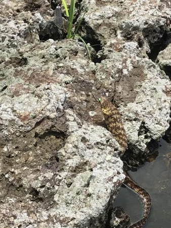 南国色々!デカウツボ多数…