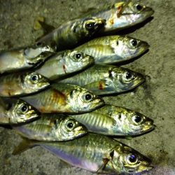 ご近所アジング偵察