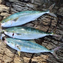 8か月ぶりの釣果