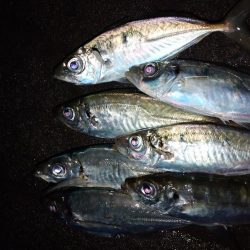 八雲で良型ゲット!!