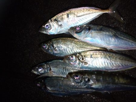 八雲で良型ゲット！！