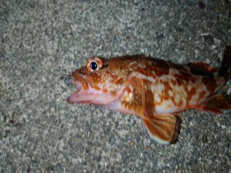 ショアジギングからのラインゲーム