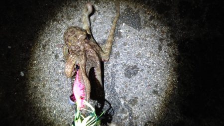 オクトパッシング