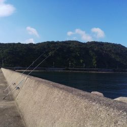 淡路島キス遠征