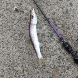 アジング　カマスも混ざる