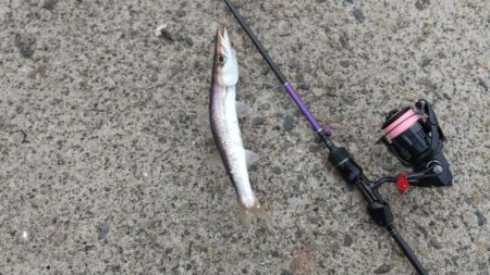 アジング　カマスも混ざる