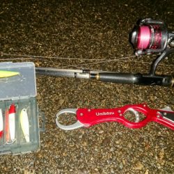 シーバス絶好調!