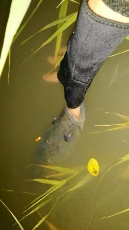 オヌマンバイブ