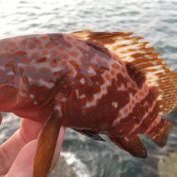 ロックフィッシュ狙いでキジハタ・タケノコメバル