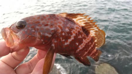ロックフィッシュ狙いでキジハタ・タケノコメバル