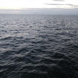 サバばっかり・・・