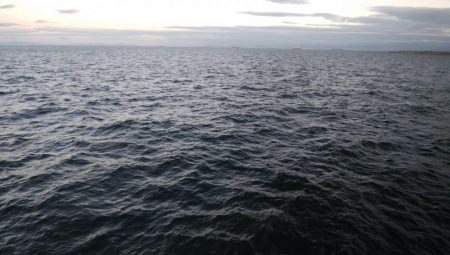 サバばっかり・・・