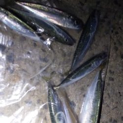 シロギス狙いで。。。