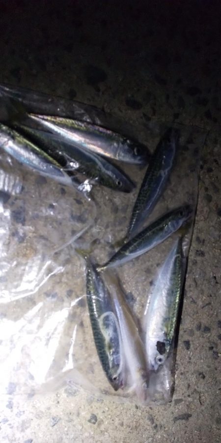 シロギス狙いで。。。