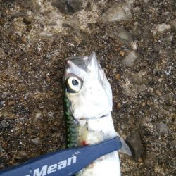 やっぱりサバ多し！