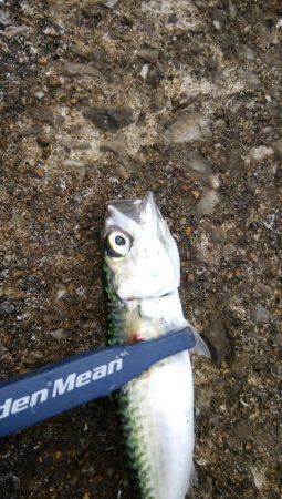 やっぱりサバ多し！