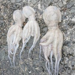 タコ釣れるけど小さい