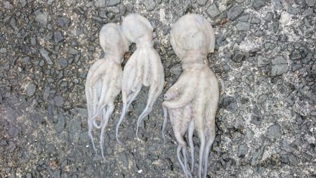 タコ釣れるけど小さい