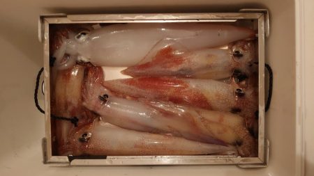 ケンサキイカを求めて