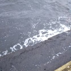 青物狙いでしたが……