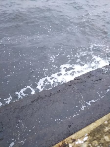 青物狙いでしたが……