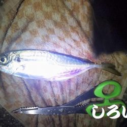 今年、大サバ狙い6回目。