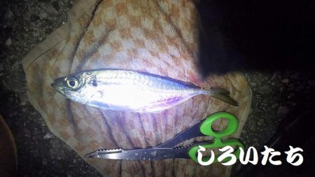 今年、大サバ狙い6回目。