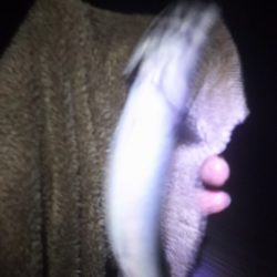 サバサバサバサバ、サバ食べた~い。