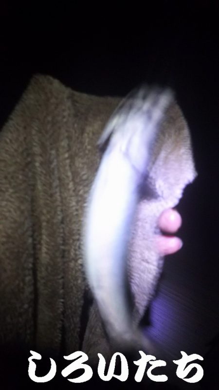 サバサバサバサバ、サバ食べた~い。