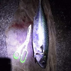 大サバＧＥＴ！