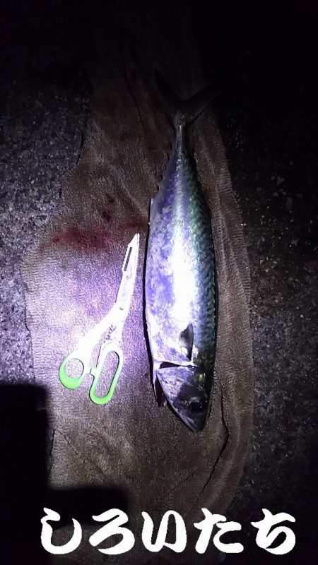 大サバＧＥＴ！