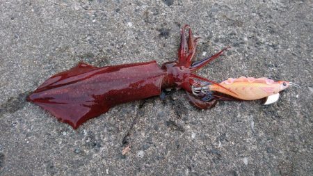 ケンサキイカ８杯