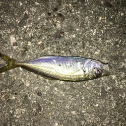 ランガンメバル