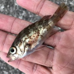 おせんの猛攻その2