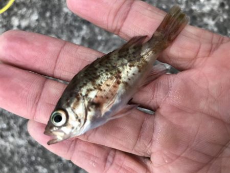 おせんの猛攻その2