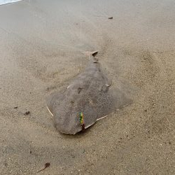 ヒラメ始めました