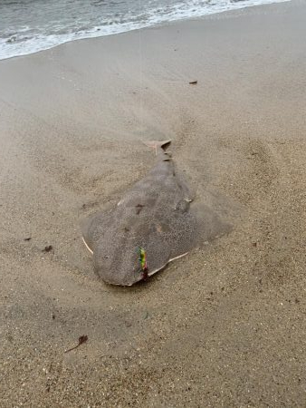 ヒラメ始めました