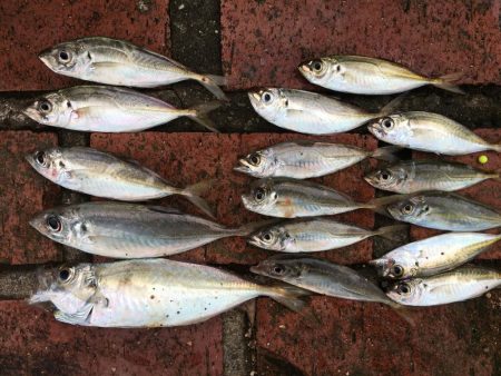 アジ16匹、ツバス1匹、コサバ11匹、チャ…