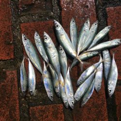 コアジ35匹、コサバ23匹